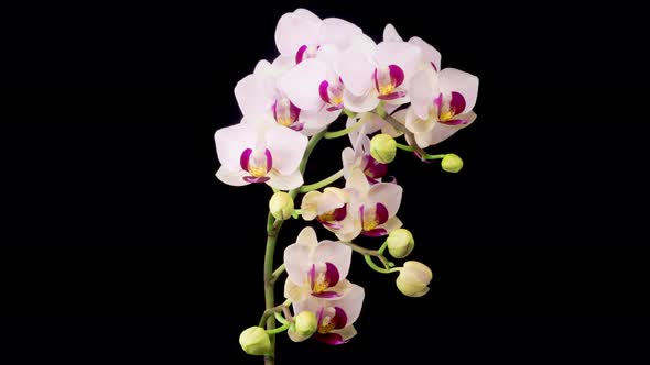 Blooming White Orchid Phalaenopsis Flower