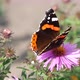 A Butterfly Eats Nectar On A Pink Flower. - VideoHive Item for Sale