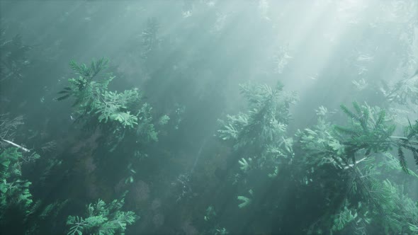 Aerial Sunrays in Forest with Fog