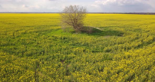 Flying Over The Field With A Yellow Rape Field And Near A Large Tree