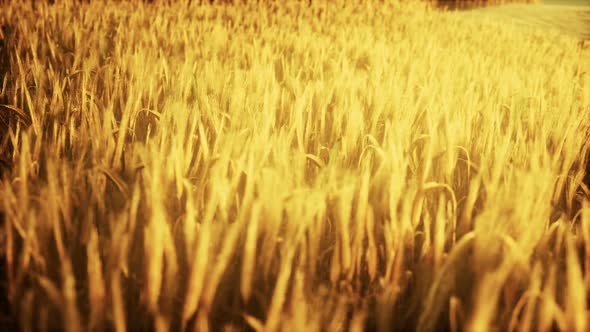 Golden Wheat Field and Sunny Day