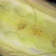 Trichoptera pupa under a microscope, family Hydroptilidae - VideoHive Item for Sale