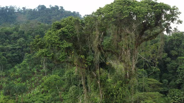 Slowly flying away a tropical tree with many vines an bromelias in the crown