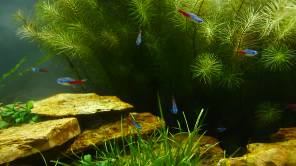 Fish and Marine Plants in the Home Aquarium. Colorful Aquarium Tank Filled with Stones, Wooden