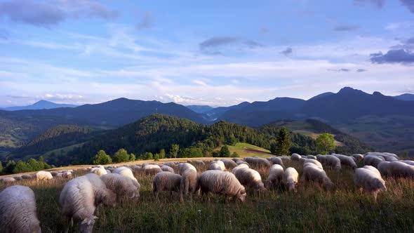 Sheep Grazing On Grassy Meadows In Beautiful Mountain Scenery