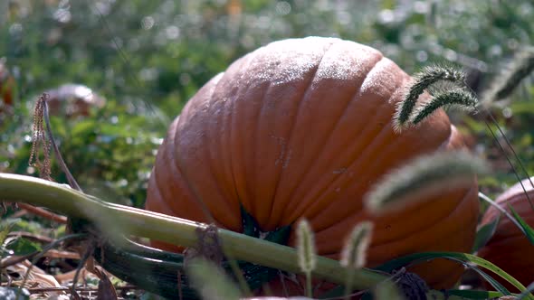 Extreme closeup with very slow dolly motion to the right of large pumpkins on their withering vines