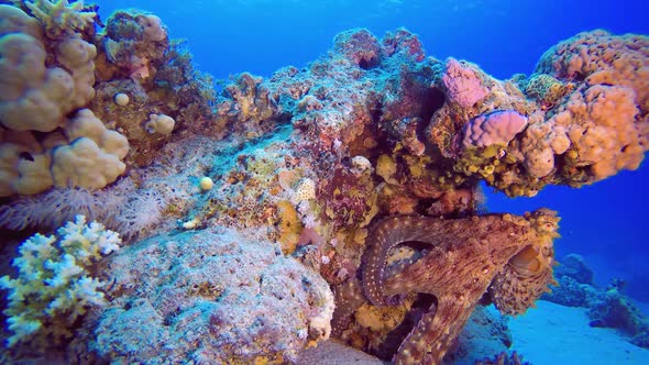 coral reef and fish