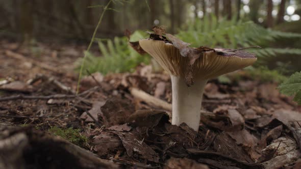 A mountain biker passes an edible mushroom in a forest, pushing up through leaves