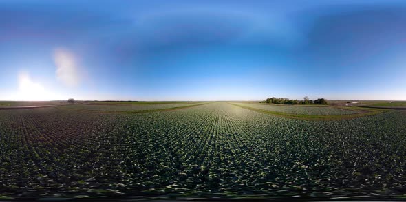 Cabbage Growing on a Field 360VR
