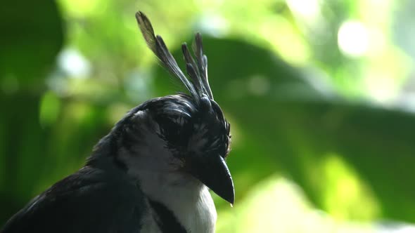 Magpie Bird in its Natural Habitat in the Forest