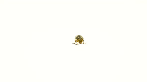 Colorado Beetle on White Background