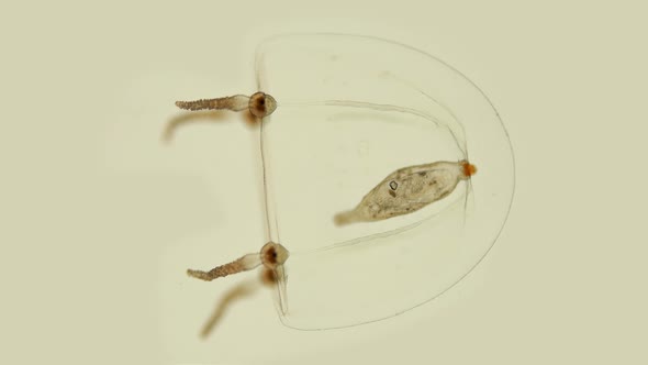 Corynidae Family Jellyfish Under a Microscope, Phylum Cnidaria