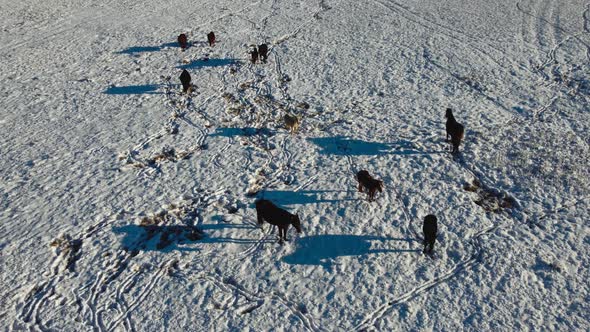 Horses with snow circling trucking pan