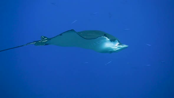 An majestic eagle ray are calmly cruising in the current.