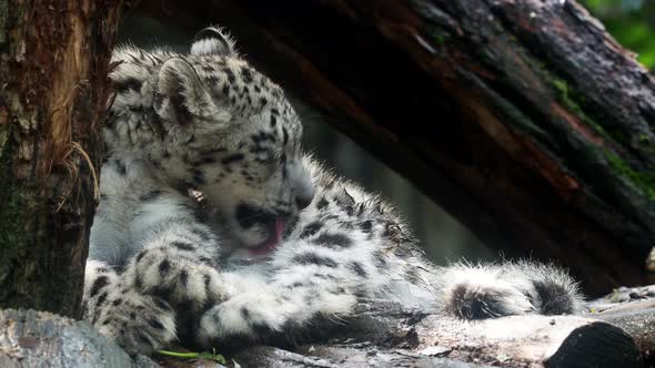 Baby snow leopard (Panthera uncia). Young snow leopard licks its fur.