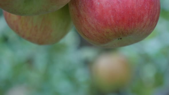 Tilting on red organic apples on the tree hanging 4K 2160p 30fps UltraHD footage - Tasty and juicy a