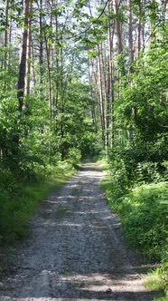 Vertical Video of a Forest with Trees