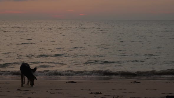 Young Lonely Dog on a Beach After Sunset