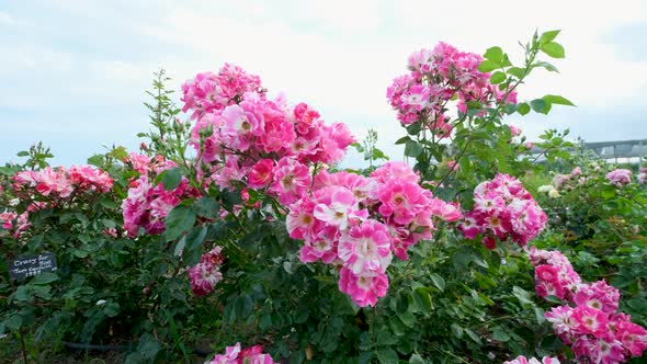 Beautiful delicate picturesque bush blooming roses on a summer day in the park. Rose garden.