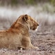 African lion in Kruger National park, South Africa - VideoHive Item for Sale