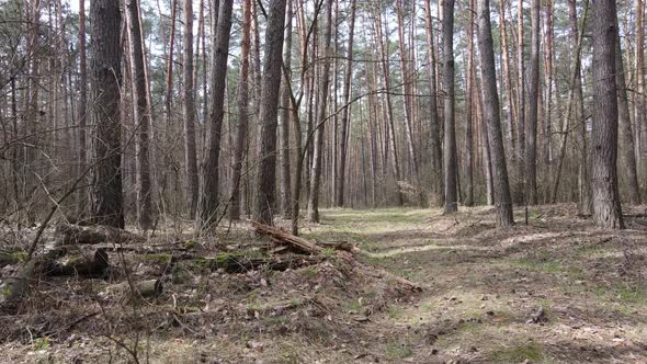 Trees in a Pine Forest During the Day Aerial View