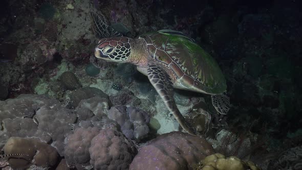 Green sea turtle transferring from coral reef at night into the black ocean.