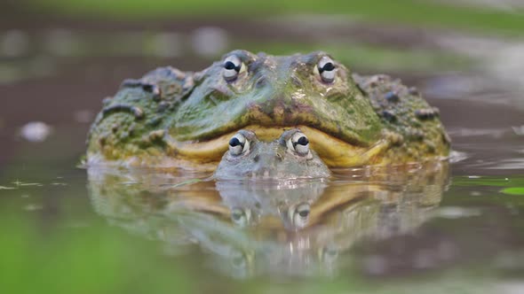 African Bullfrog Mating On Water Surface In Central Kalahari, Botswana. - Closeup