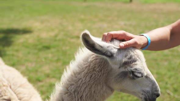 White Llama in Wild Zoo Close To Nature Lifestyle