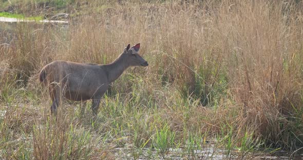 Female Blue Bull or Nilgai - Asian Antelope Standing in Ranthambore National Park, Rajasthan, India