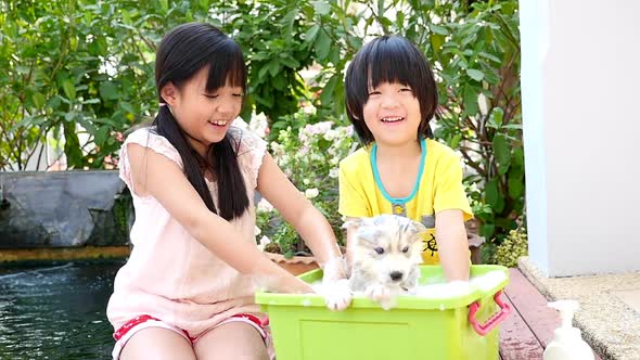 Asian Children Washing Siberian Husky Puppy In The Basin On The Summer