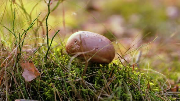 Mushrooms Champignon In a Sunny Forest