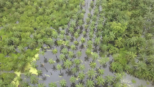 Aerial view flooded oil palm estate
