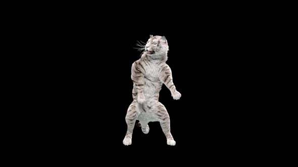 White Tiger Dancing HD