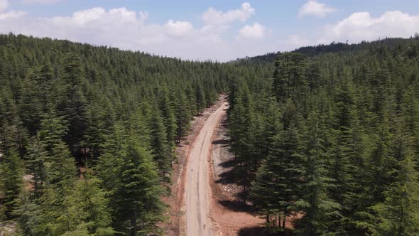 Aerial Dirt Road In Forest