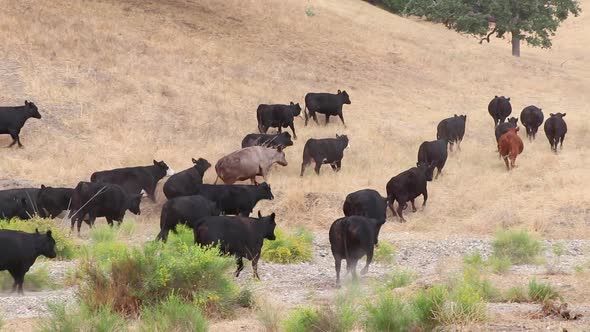 Herd of black Angus Cattle trotting across a dried up creek to the other side