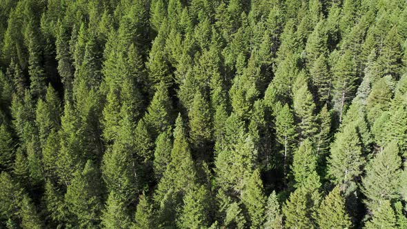 Aerial panning view of pine tree forest