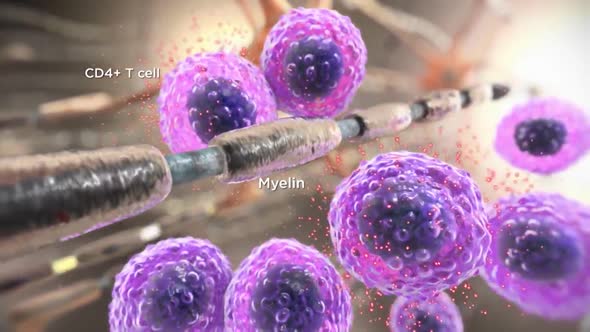 peripheral lymphoid immune system