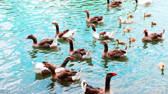 Goose Floating In The Lake