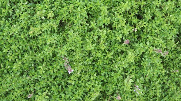 Twigs of fresh thyme, Thymus Vulgaris, perennial fragranced foliage and herb