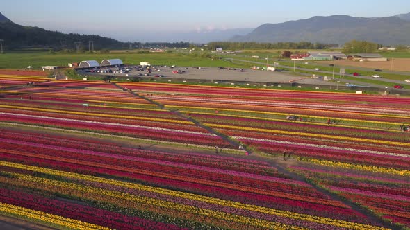 Aerial drone view of tulip flowers fields growing in rows of crops.