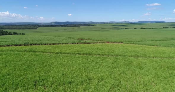 Inland sugar cane cultivation in São Paulo, Brazil. Aerials with drone in 4k.