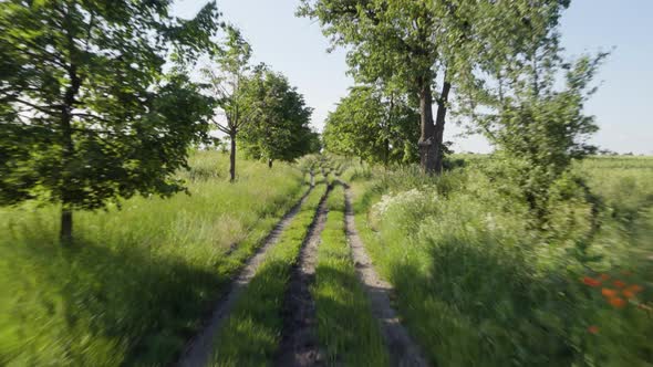 A Fast Drive Through Nature on a Dirt Road, Lined By Fields, Thin Leafy Trees and Bushes.