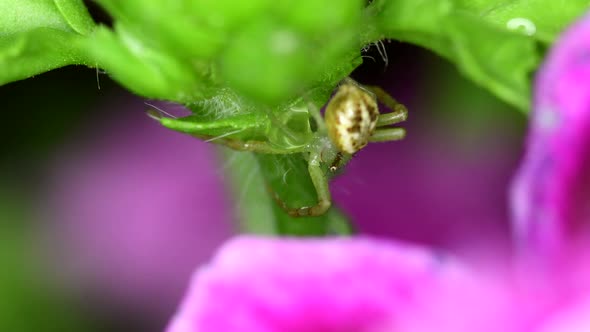 Closeup footage of a crab spider (Thomisidae sp) and a drop of water in a geranium plant.