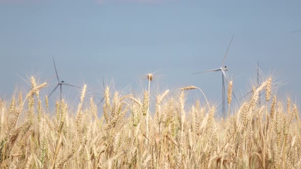 Alternative Electrical Energy Created By Windmills in Fields of Wheat. Close Up