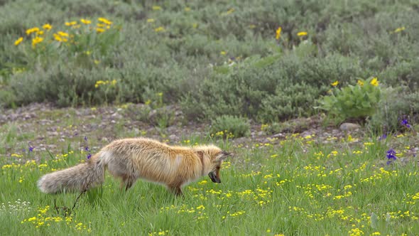 Red Fox leaping into the air as hit hunts for rodents