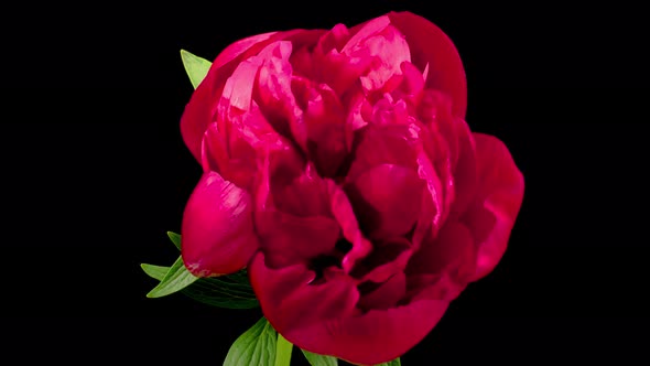 Time Lapse of Beautiful Red Peony Flowers Blooming