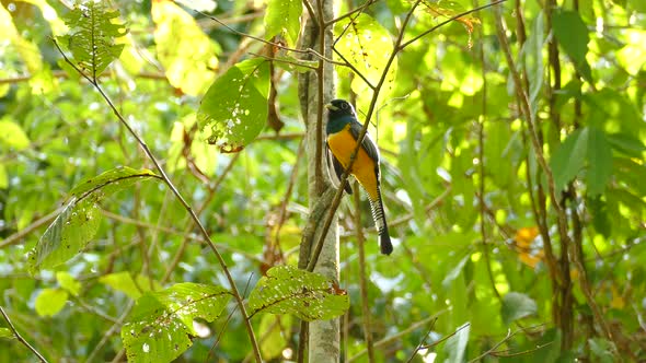 Realtime footage of golden, blue and black bird in a tropical rainforest in Panama, perched on a bra