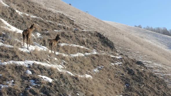 A Female Deer with a Baby on the Mountainside.