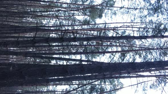 Vertical Video of Trees in a Pine Forest Slow Motion