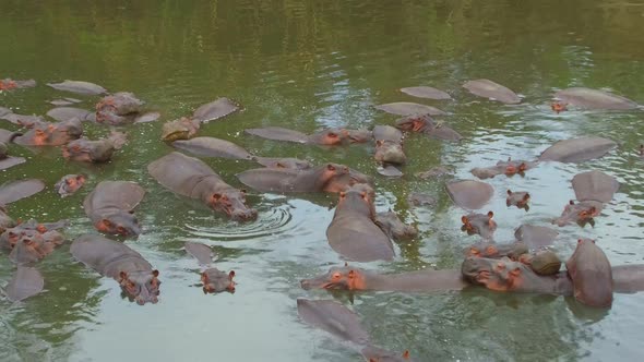 Herd of Hippos in Mara River at Africa